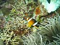 poisson clown 2